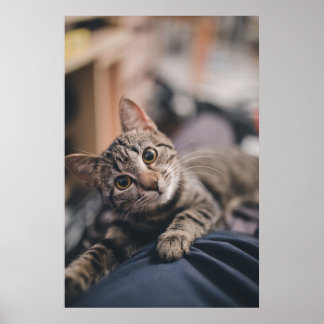 Spielendes Tabby Cat Foto Print Poster