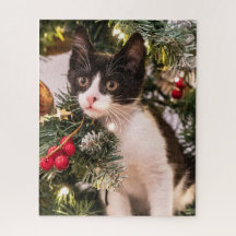 Spielerisch Schwarze und Weiße Katze im Weihnachts