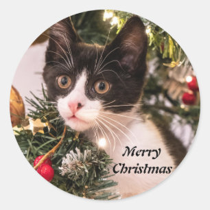 Spielerisch Schwarze und Weiße Katze im Weihnachts Runder Aufkleber