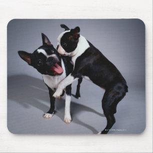 Spielerische Boston-Terrier Mousepad