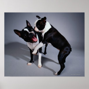 Spielerische Boston-Terrier Poster