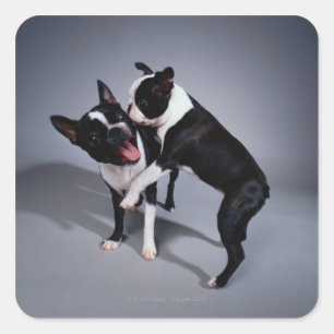 Spielerische Boston-Terrier Quadratischer Aufkleber