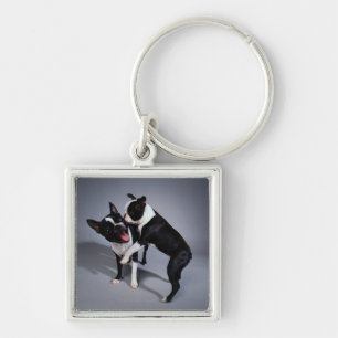 Spielerische Boston-Terrier Schlüsselanhänger