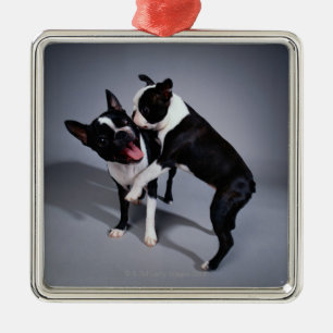 Spielerische Boston-Terrier Silbernes Ornament
