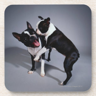 Spielerische Boston-Terrier Untersetzer