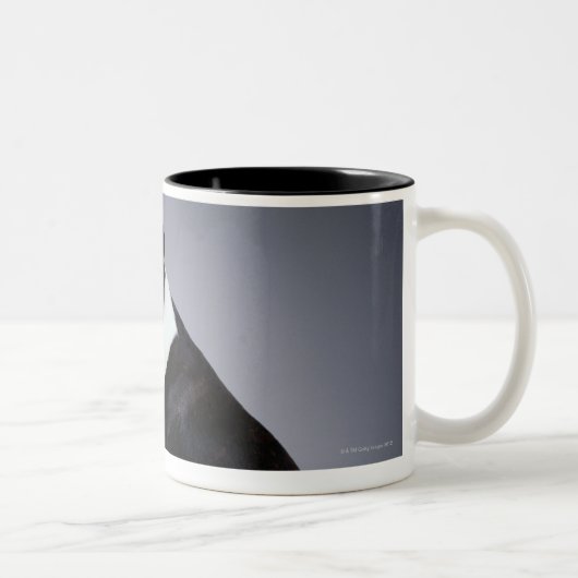 Spielerische Boston-Terrier Zweifarbige Tasse (Rechts)