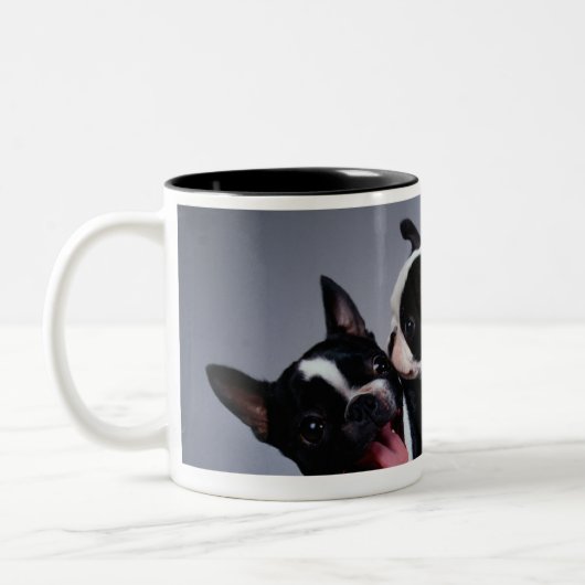Spielerische Boston-Terrier Zweifarbige Tasse (Links)
