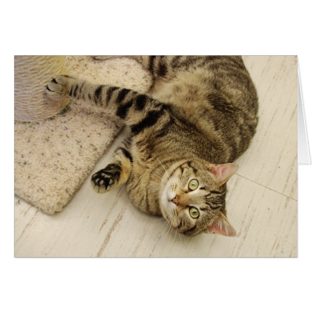 Spielerische Katze (Vorderseite (Horizontal))