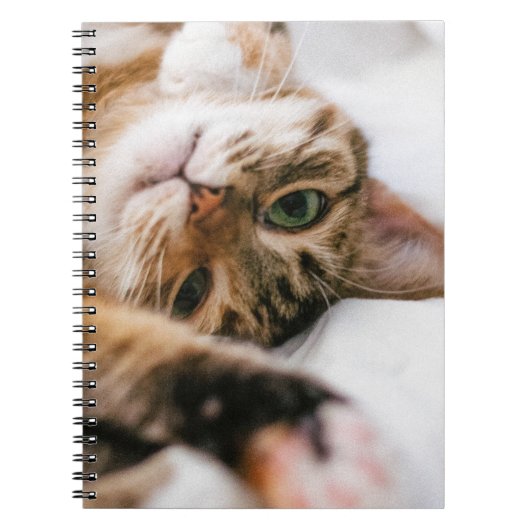 spielerische Katze Notizblock (Vorderseite)