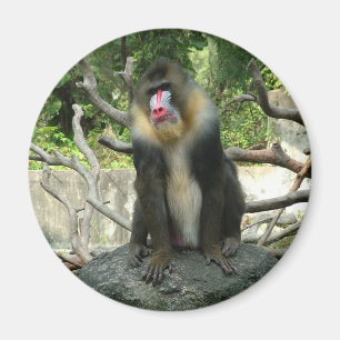 Spielerische, niedliche, kluge und freundliche Bab Magnet