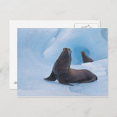 Spielerische Sternenseellionen kämpfen auf dem Eis Postkarte (Vorne/Hinten)