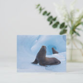 Spielerische Sternenseellionen kämpfen auf dem Eis Postkarte (Stehend Vorderseite)