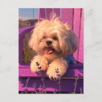 Spielerisches Cudly Shih Tzu Puppy Lächeln (Hundet