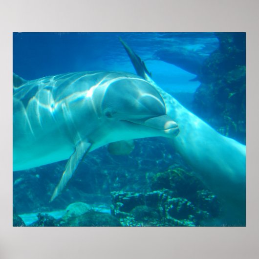 Spielerisches Delphinposter Poster (Vorne)