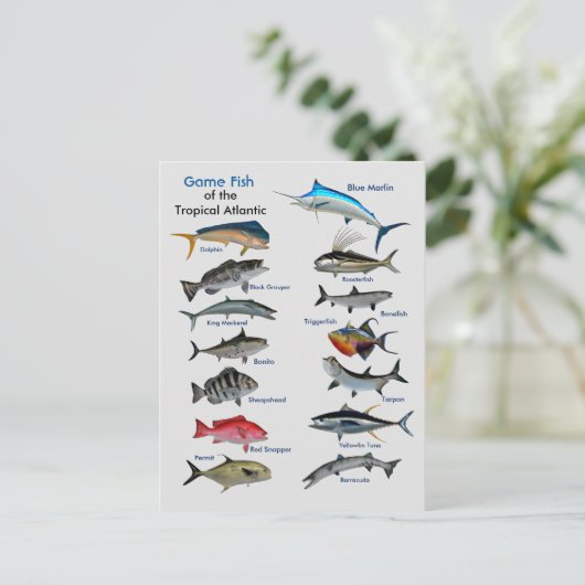 Spielfisch der tropischen Atlantikkarte Postkarte (Stehend Vorderseite)