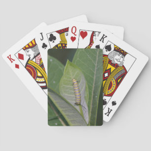 Spielkarten der Monarch-Raupe