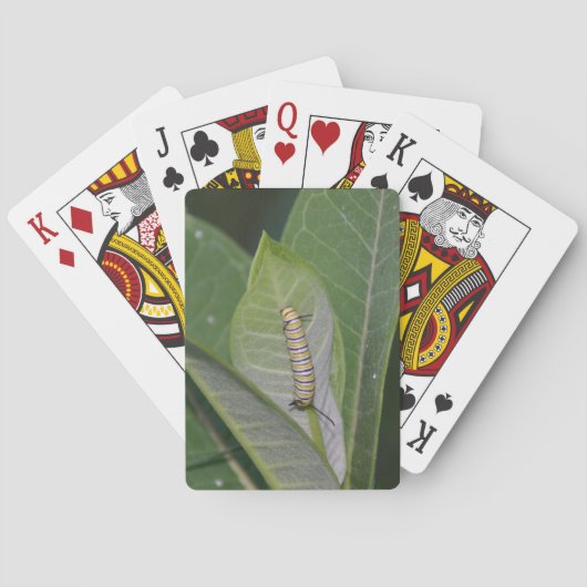 Spielkarten der Monarch-Raupe (Rückseite)