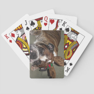 Spielkarten des Pokers englische Bulldogge mit