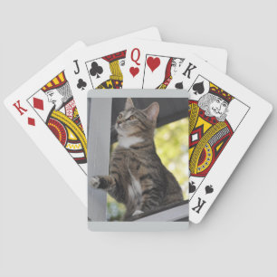 Spielkarten für die Katze