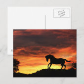 Spielpferd im Sonnenuntergang Postkarte (Vorne/Hinten)