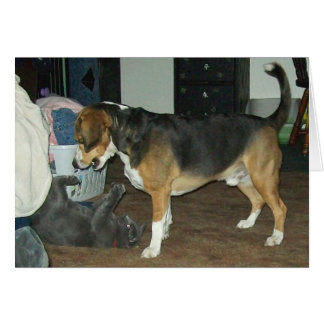 Spielzeit - Beagle Hund und Russische Blaue Katze