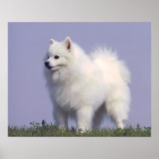 Spielzeug American Eskimo Dog Print Poster (Vorne)