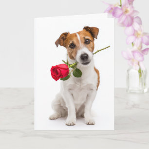 Spielzeug-Fuchs-Terrier Valentinstag Karte