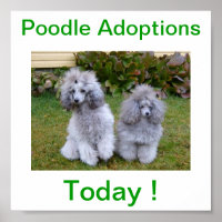 Spielzeug Miniatur Poodle Hund Adoptionen Heute Un