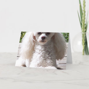 Spielzeug Poodle Grußkarten Karte
