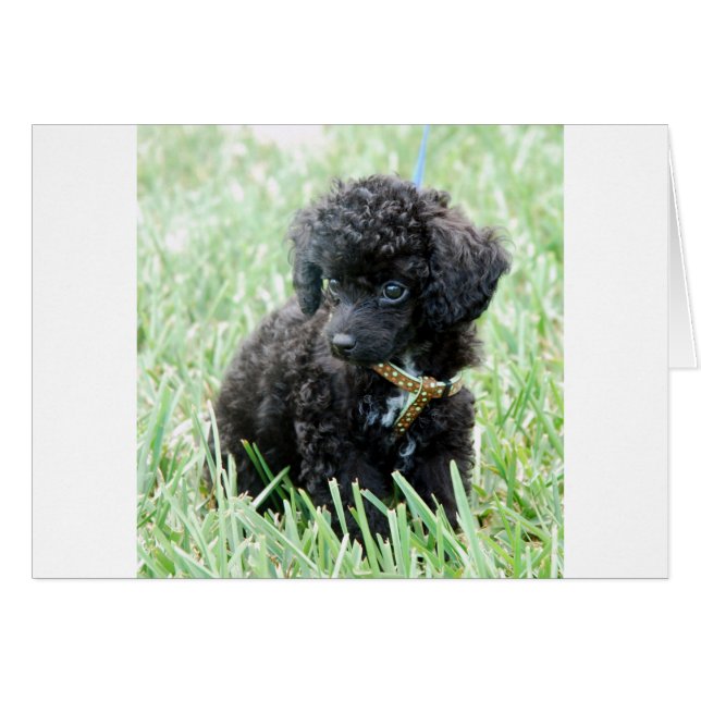 Spielzeug Poodle Puppy (Vorderseite (Horizontal))
