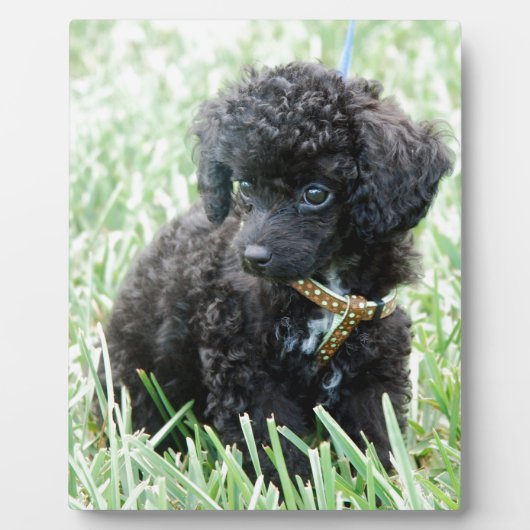 Spielzeug Poodle Puppy Fotoplatte (Vorderseite)