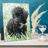 Spielzeug Poodle Puppy Fotoplatte (Seite)