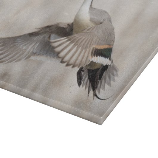 Spießente Drake, das Flug nimmt Schneidebrett (Ecke)