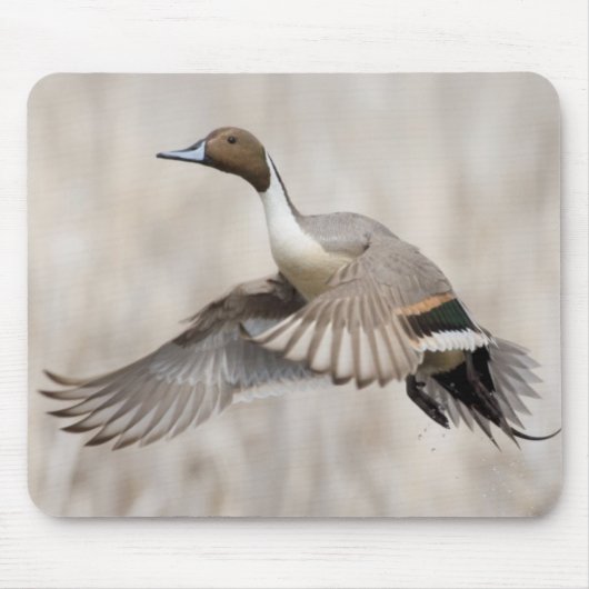 Spießente in Flugposition Mousepad (Vorne)