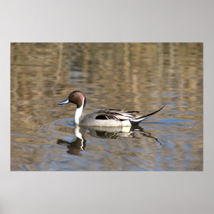 Spießente schwimmt in einem Teich Poster