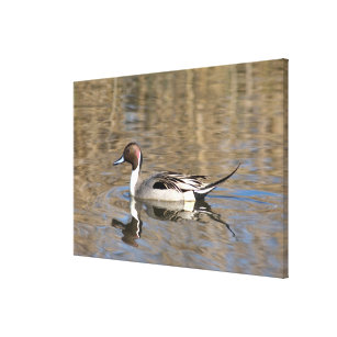 Spießenten-Enten-Schwimmen in einem Teich Leinwanddruck
