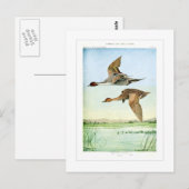 Spießenten Postkarte (Vorne/Hinten)