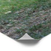 Spiffy, Rooster Poster (Ecke)