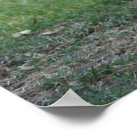 Spiffy, Rooster Poster (Ecke)