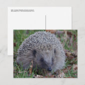Spike Postcard Postkarte (Vorne/Hinten)