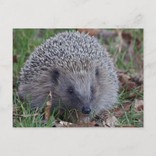Spike Postcard Postkarte