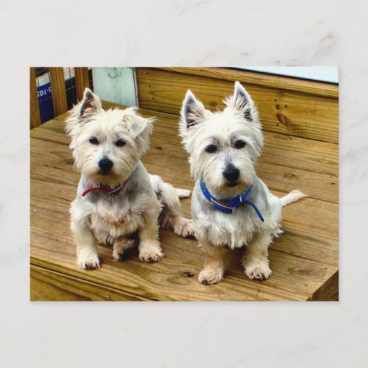Spike und Polar Postcard. Postkarte (Vorderseite)