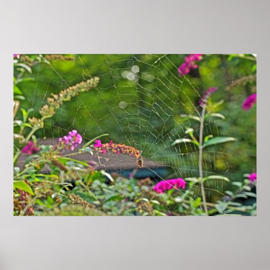 Spike Web on Butterfly Bush Poster (Vorne)