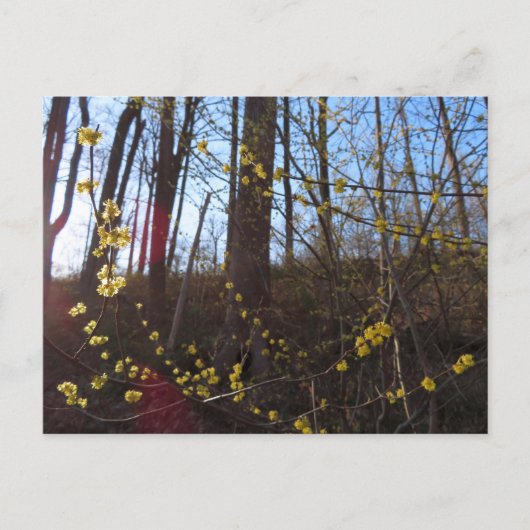 Spikebush-Blume im Frühjahr Postkarte (Vorderseite)