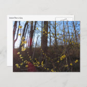 Spikebush-Blume im Frühjahr Postkarte (Vorne/Hinten)