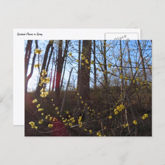 Spikebush-Blume im Frühjahr Postkarte (Vorne/Hinten)