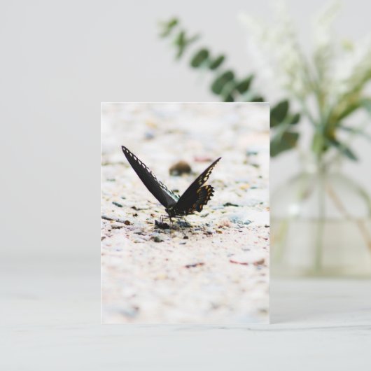 Spikebusschmetterling Postkarte (Stehend Vorderseite)