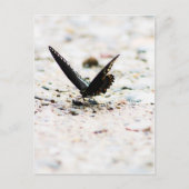 Spikebusschmetterling Postkarte (Vorderseite)