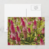Spiked-Blume Postkarte (Vorne/Hinten)