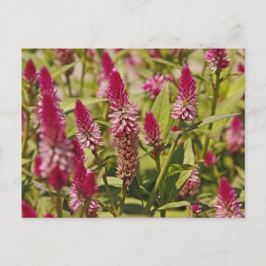 Spiked-Blume Postkarte (Vorderseite)